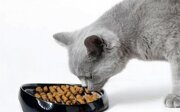 Как правильно кормить стерилизованных кошек и котов